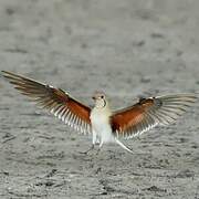 Collared Pratincole