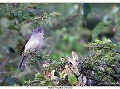 Abyssinian Slaty Flycatcher