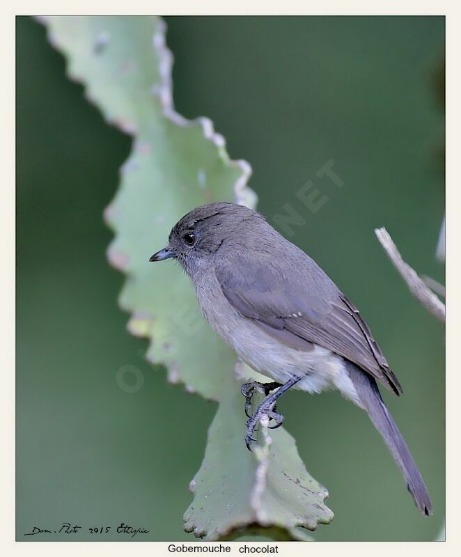 Abyssinian Slaty Flycatcher