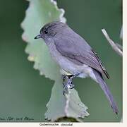 Abyssinian Slaty Flycatcher