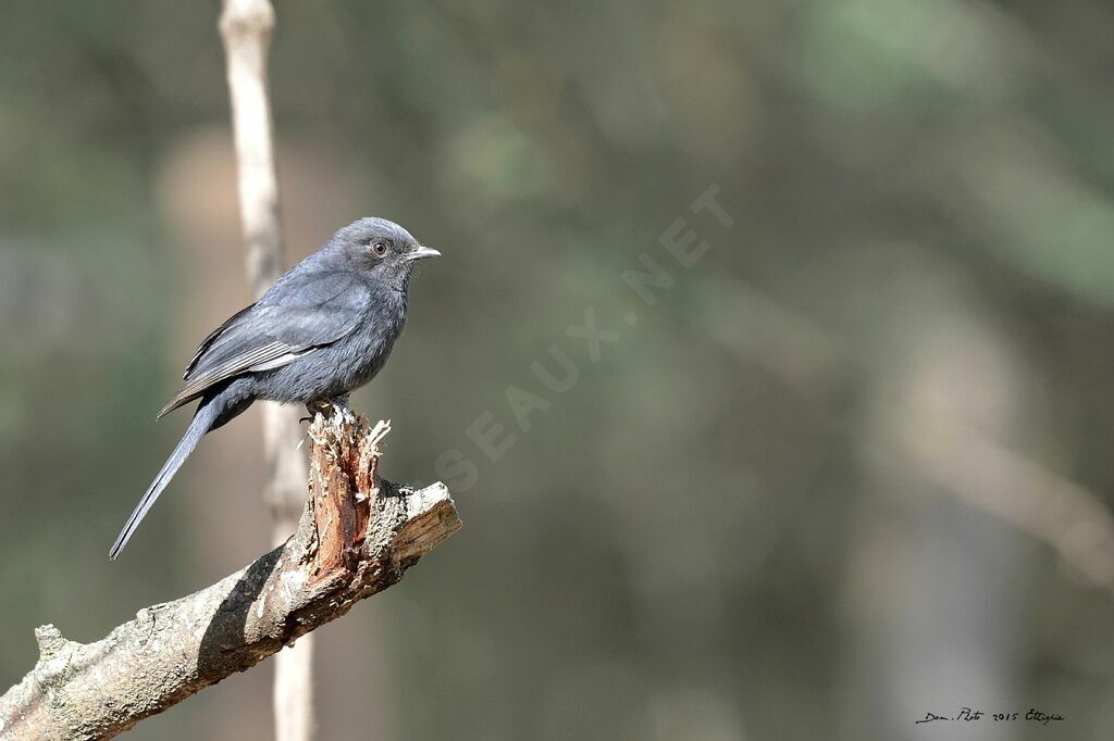 Gobemouche drongo