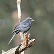 Gobemouche drongo