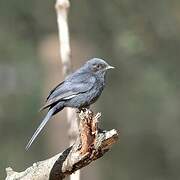 Gobemouche drongo