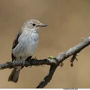 Spotted Flycatcher