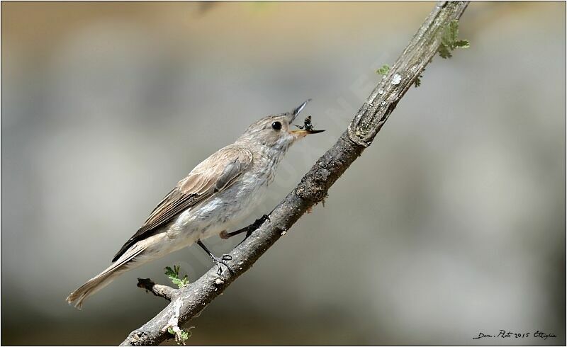 Spotted Flycatcher, feeding habits