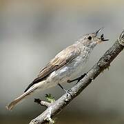 Spotted Flycatcher