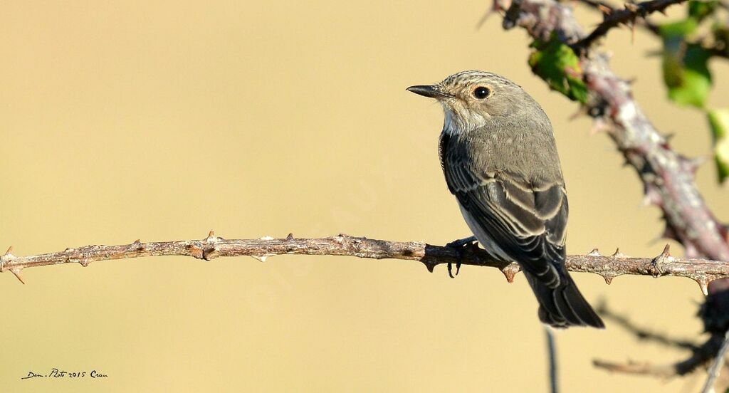 Spotted Flycatcher