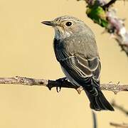 Spotted Flycatcher