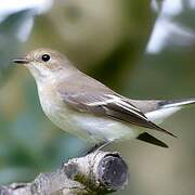 European Pied Flycatcher