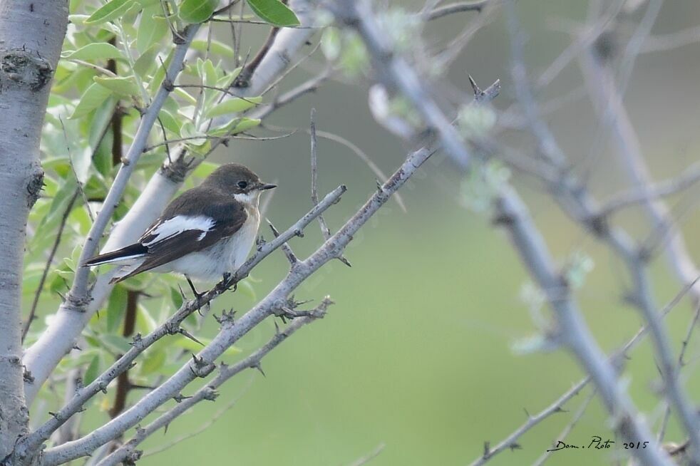 European Pied Flycatcher