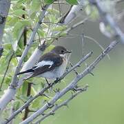 European Pied Flycatcher