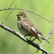 European Pied Flycatcher