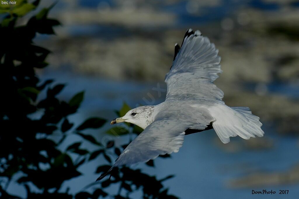 Ring-billed Gull