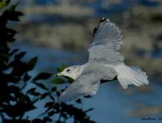 Ring-billed Gull