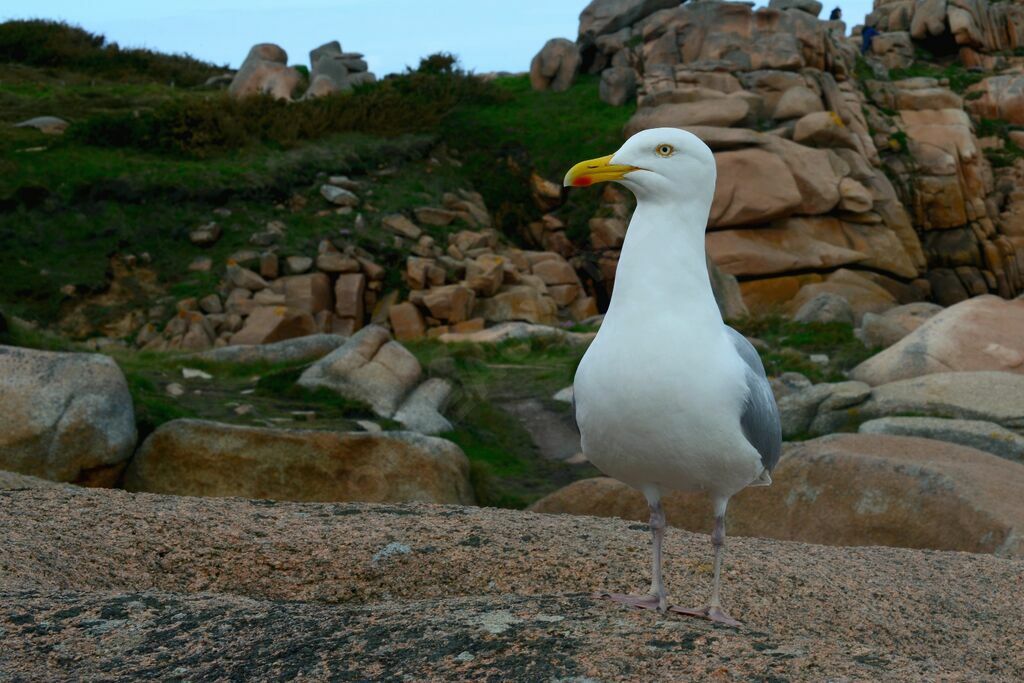 European Herring Gull