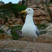 European Herring Gull