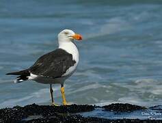 Pacific Gull