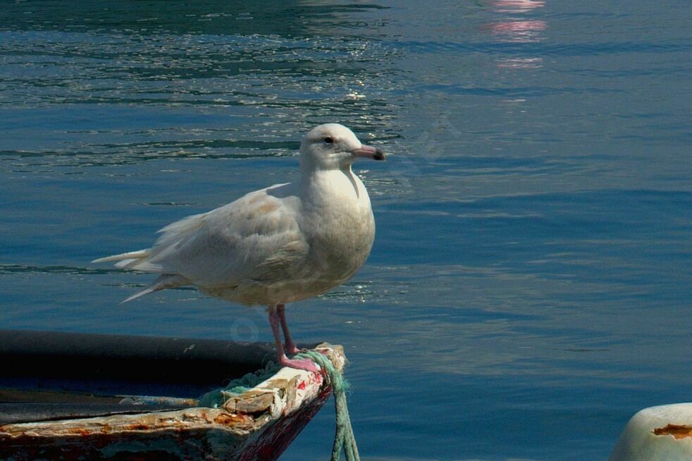 Glaucous Gull