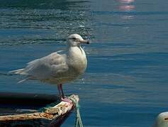 Glaucous Gull