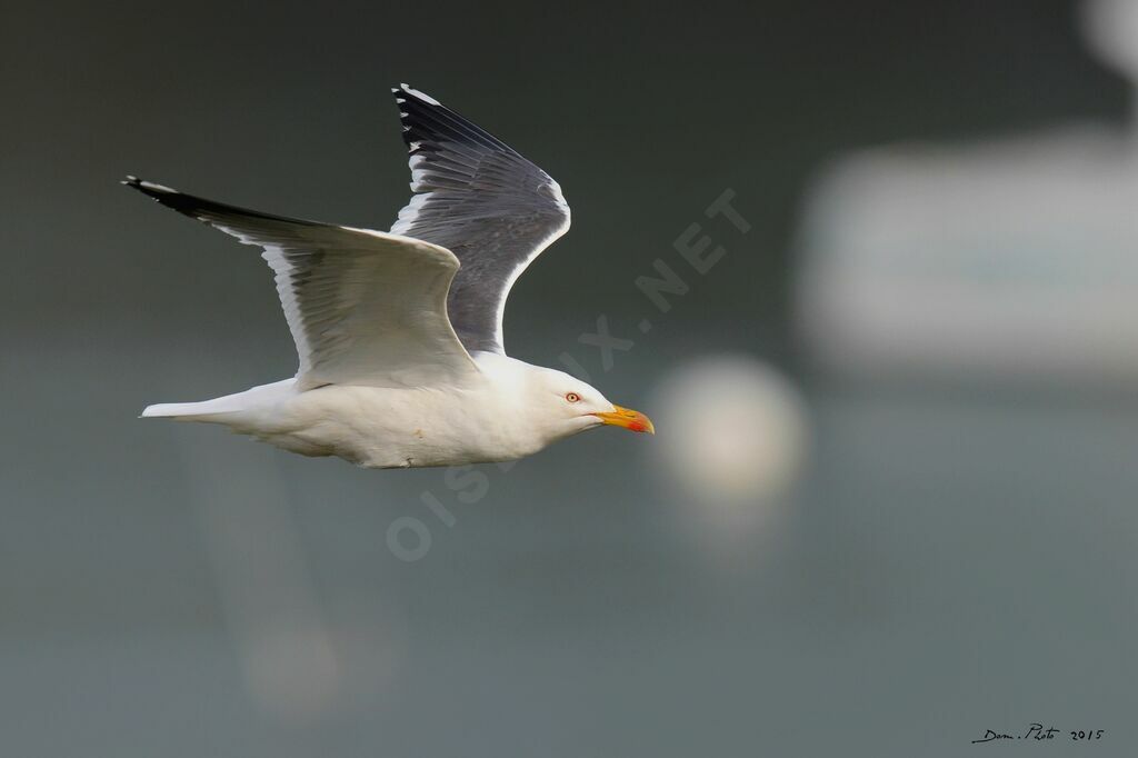 Lesser Black-backed Gull