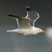 Lesser Black-backed Gull