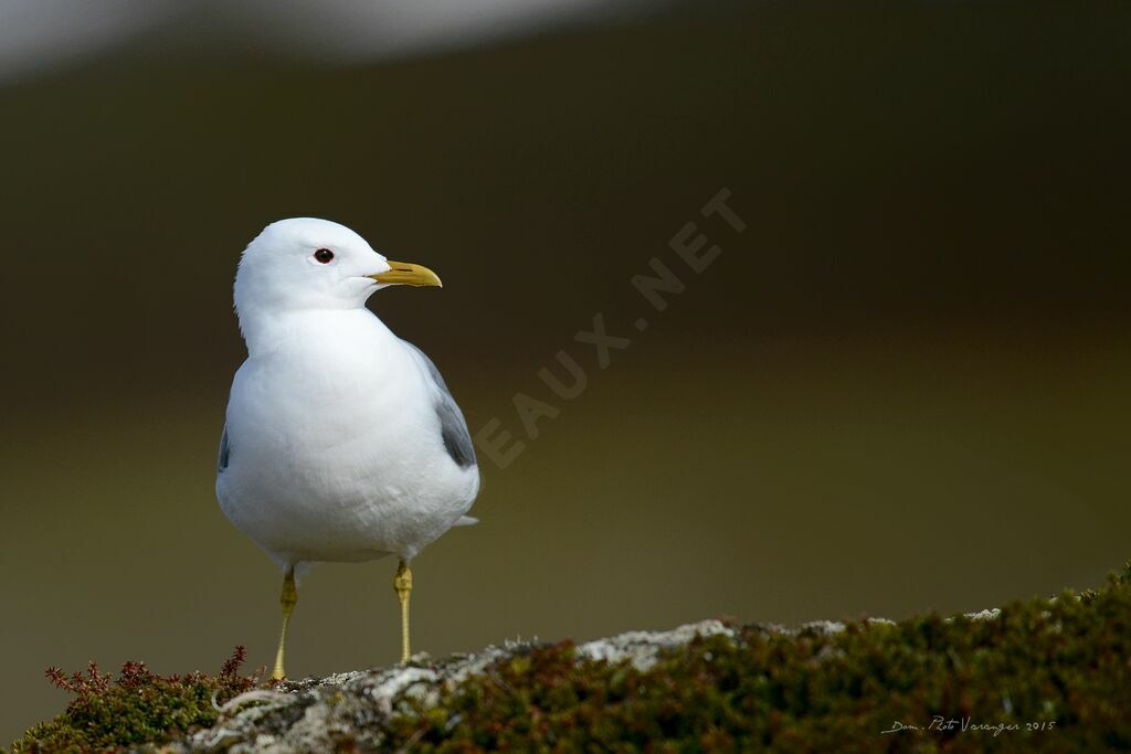 Mew Gull