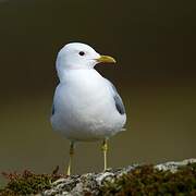 Mew Gull