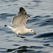 Audouin's Gull