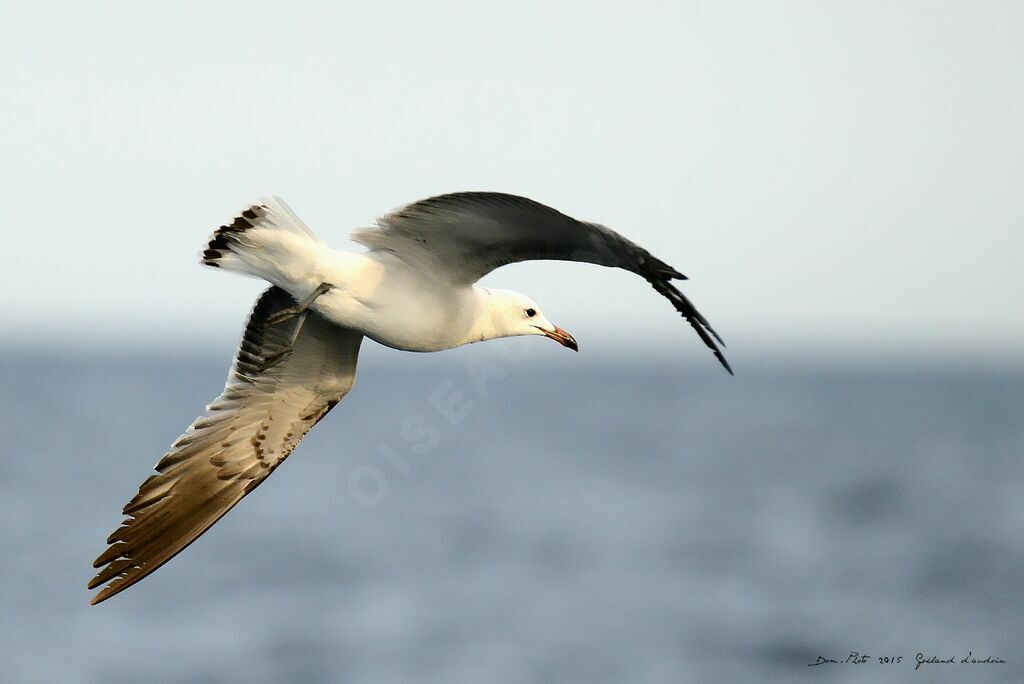 Audouin's Gull