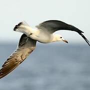 Audouin's Gull