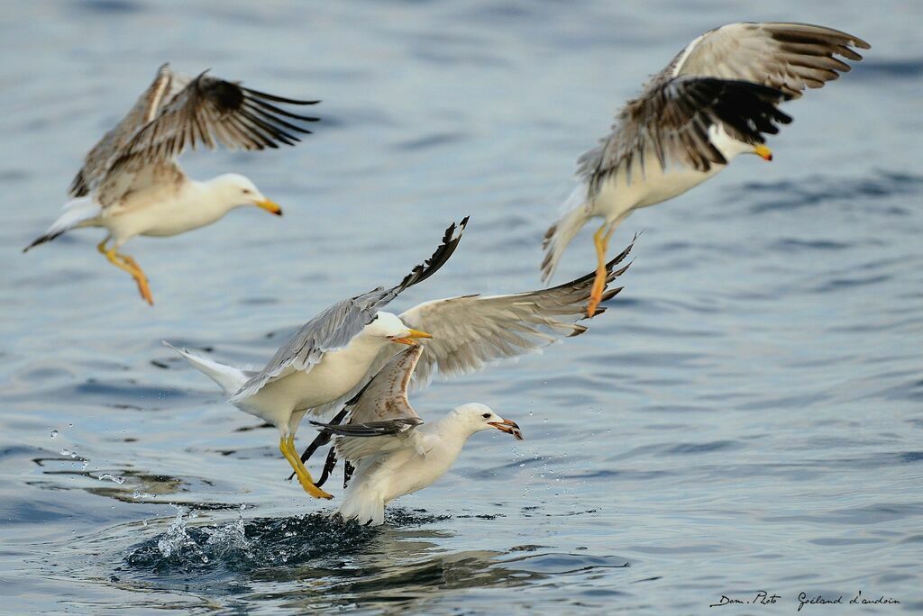 Audouin's Gull