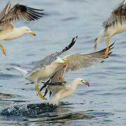 Audouin's Gull