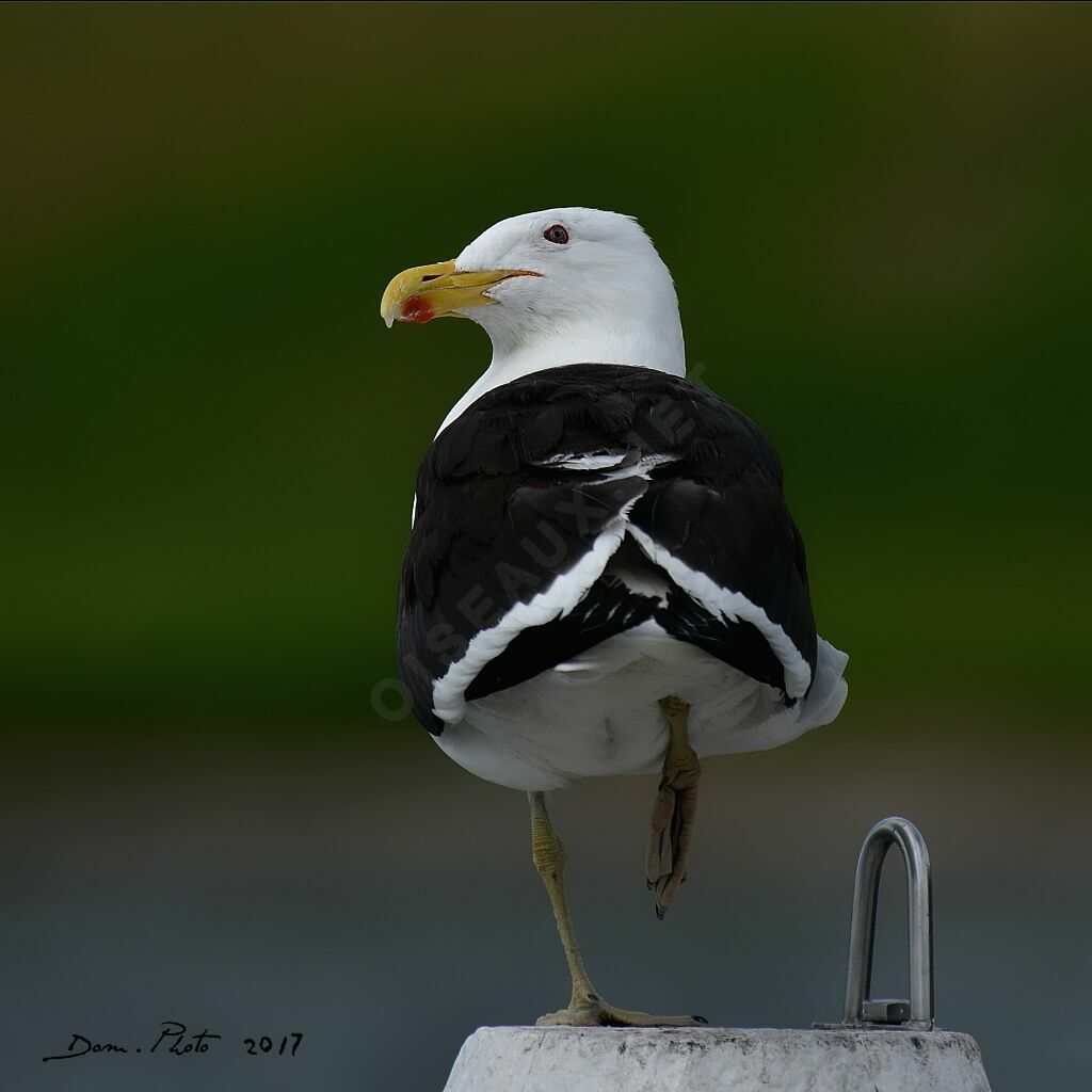 Kelp Gull