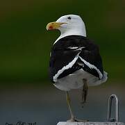 Kelp Gull