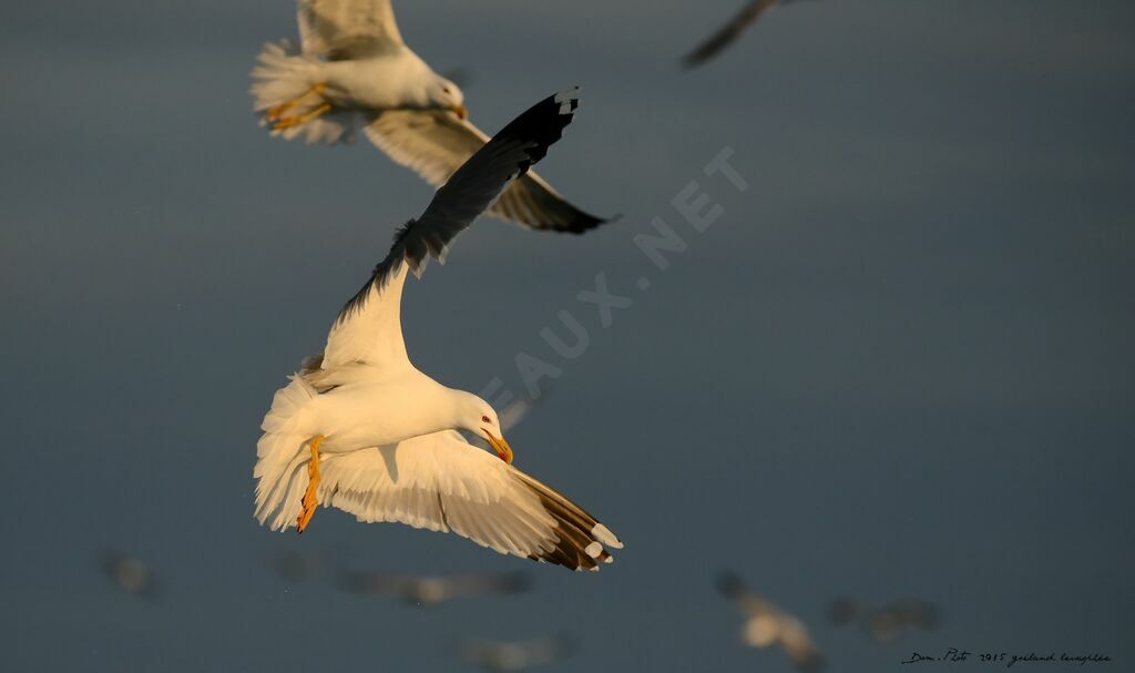 Yellow-legged Gull