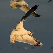 Yellow-legged Gull