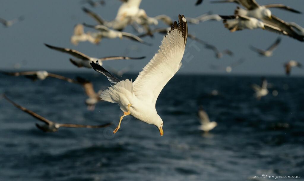 Yellow-legged Gull