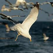 Yellow-legged Gull