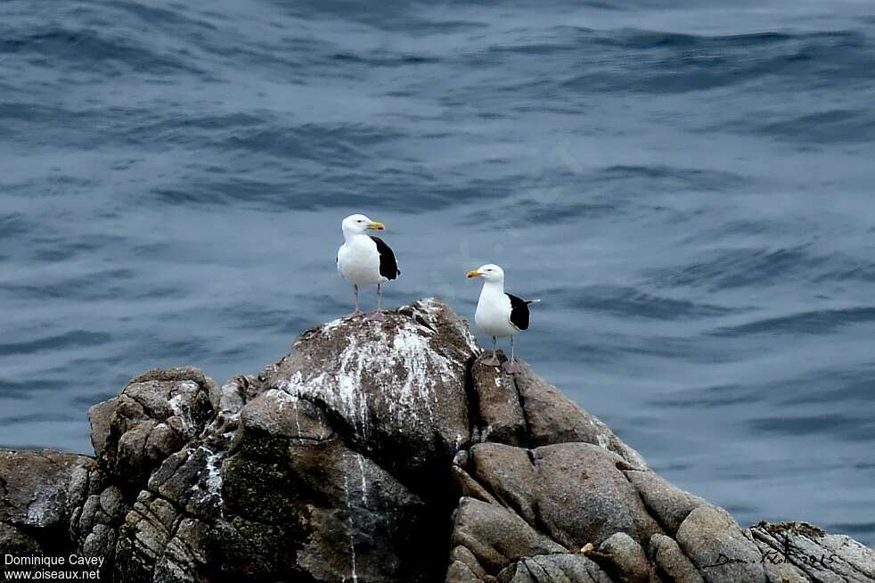 Great Black-backed Gulladult, habitat