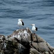 Great Black-backed Gull