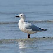 Slender-billed Gull