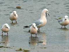 Slender-billed Gull