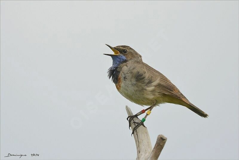 Bluethroat male