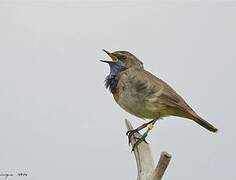 Bluethroat