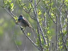 Bluethroat