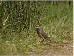 Bluethroat