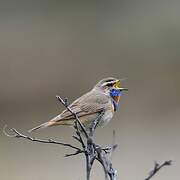 Bluethroat