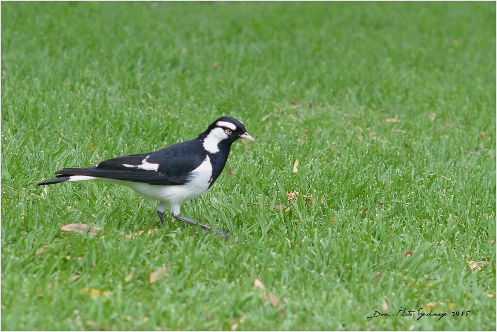 Magpie-lark