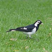 Magpie-lark