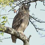 Verreaux's Eagle-Owl